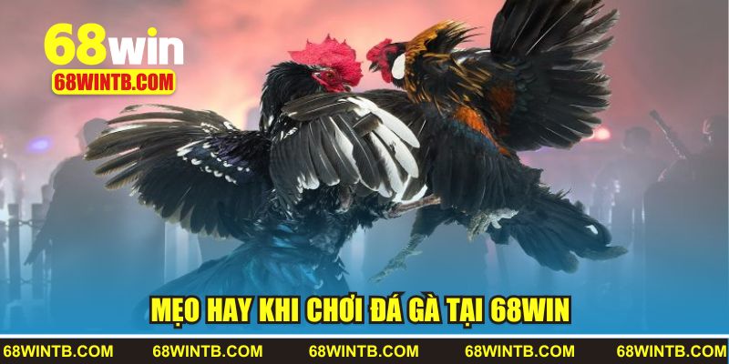 Mẹo hay khi chơi đá gà tại 68WIN 