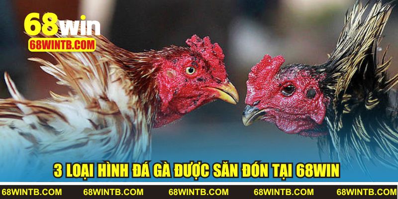 3 loại hình đá gà được săn đón tại 68WIN 