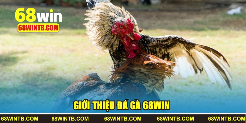 Giới thiệu đá gà 68WIN 