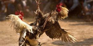 Đặt Cược Đá Gà Cựa Sắt Với Tỷ Lệ Thưởng Cao Cùng 68WIN