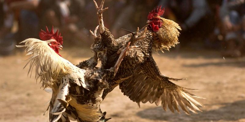 Đặt Cược Đá Gà Cựa Sắt Với Tỷ Lệ Thưởng Cao Cùng 68WIN