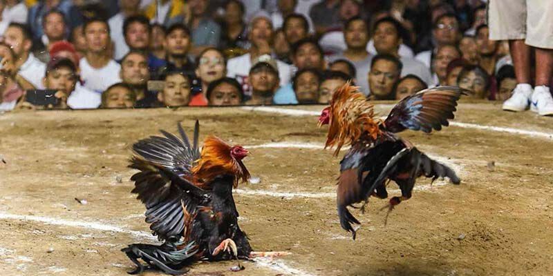 Nguồn gốc và đặc trưng của đá gà cựa sắt