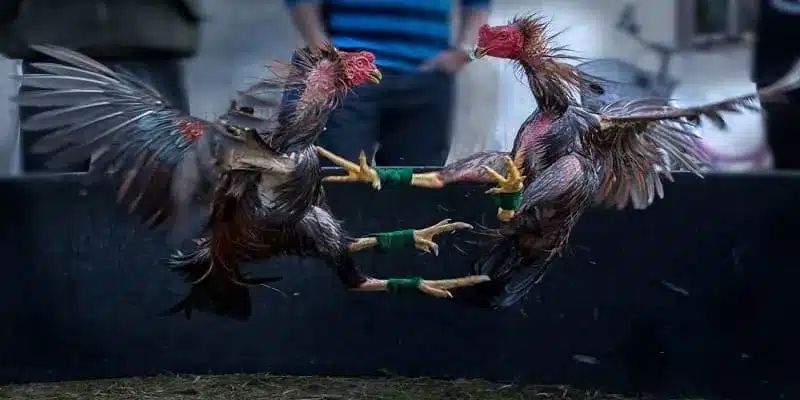 Yêu cầu về cựa sắt thi đấu